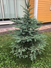 Picea