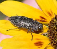 Chrysobothris femorata