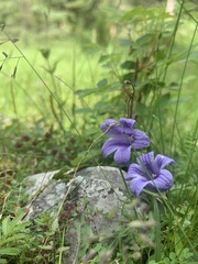 Campanula dasyantha