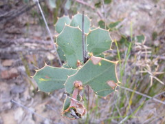 Hakea denticulata
