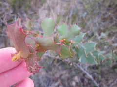 Hakea denticulata