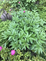 Paeonia officinalis