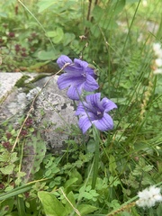 Campanula dasyantha