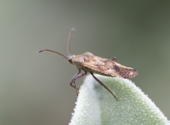 Cysteochila delineata