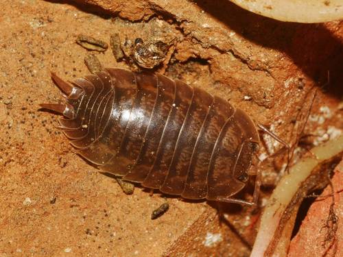 Representative image of Porcellio laevis