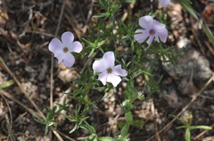 Phlox diffusa
