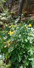 Aquilegia chrysantha