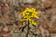Erysimum capitatum capitatum