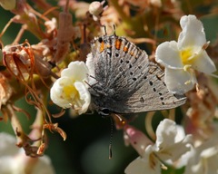 Satyrium californica