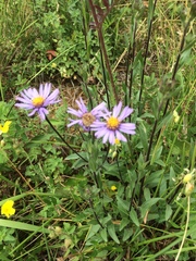 Aster amellus