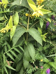 Lysimachia vulgaris