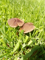 Fungi