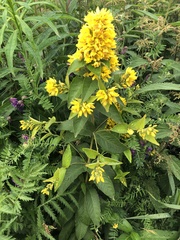 Lysimachia vulgaris