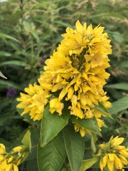 Lysimachia vulgaris