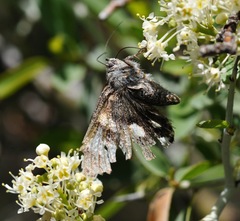 Litocala sexsignata