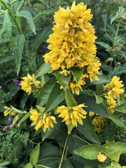 Lysimachia vulgaris
