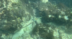 Thalassoma trilobatum