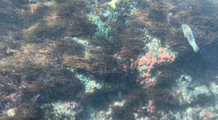 Thalassoma trilobatum