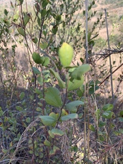 Grewia vernicosa