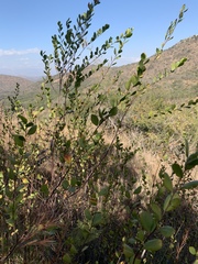 Grewia vernicosa