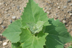 Atriplex sagittata