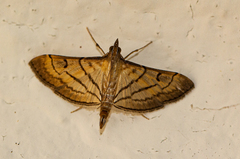 Spilomelini