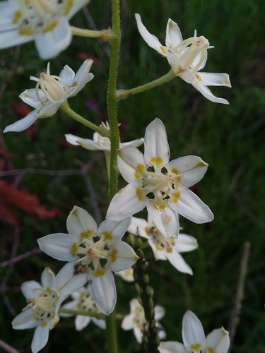 Melanthium virginicum, photograph 5