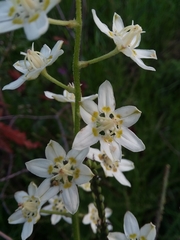 Will McFarland, CC BY, iNaturalist via GBIF Melanthium virginicum, photograph Will McFarland, CC BY, iNaturalist via GBIF