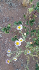 Leucosyris arida