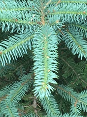 Picea