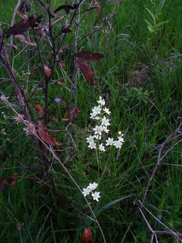 Melanthium virginicum, photograph 6