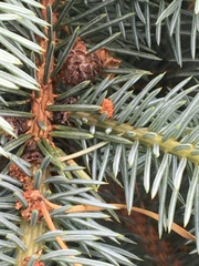 Picea