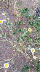 Leucosyris arida