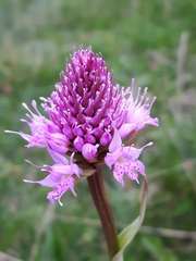 Traunsteinera globosa