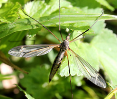 Tipula vittata
