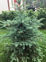 Picea