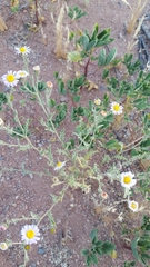 Leucosyris arida