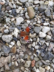 Aglais io