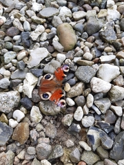 Aglais io