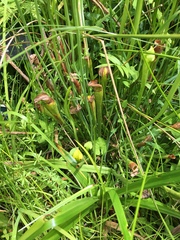 Sarracenia jonesii