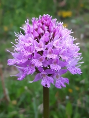 Traunsteinera globosa