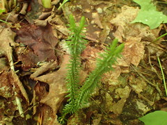 Huperzia lucidula image