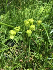 Sarracenia jonesii