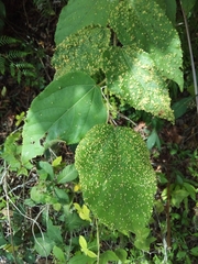 Aceria guazumae