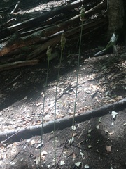 Allium siculum dioscoridis