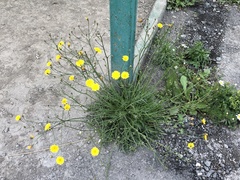 Scorzoneroides autumnalis