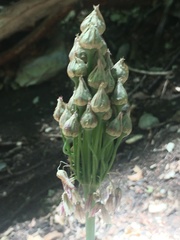 Allium siculum dioscoridis