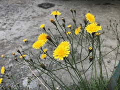 Scorzoneroides autumnalis