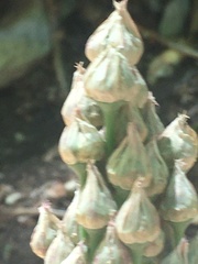 Allium siculum dioscoridis