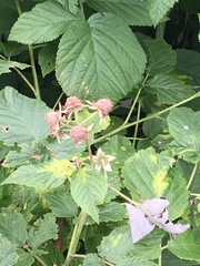 Rubus idaeus